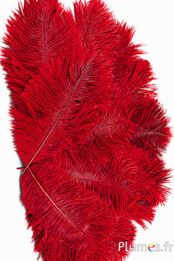 Struisvogel - 13-18 cm - donkerrood-grijs